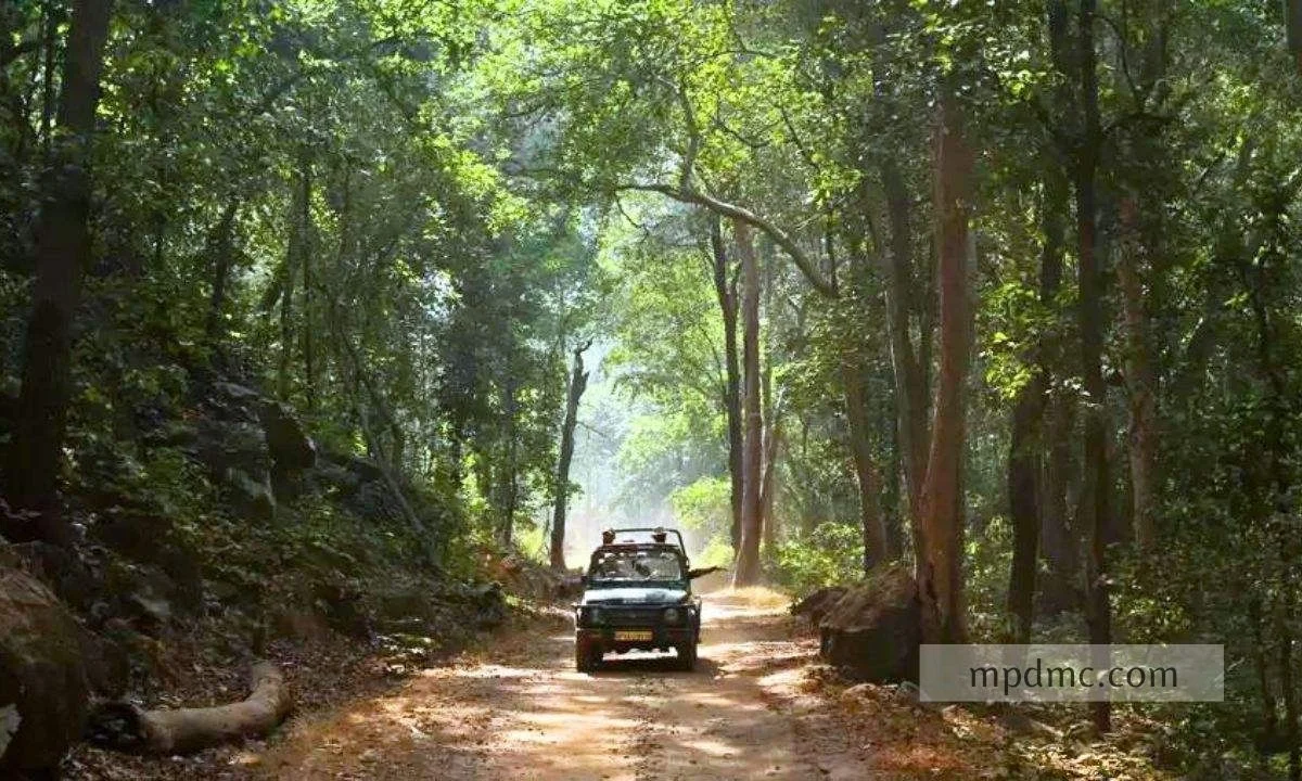 Tiger Lair in Madhya Pradesh