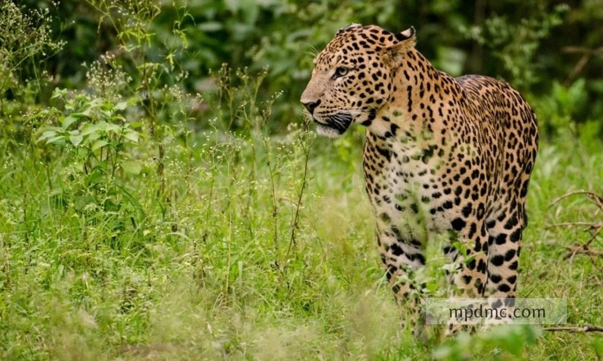 panna-national-park