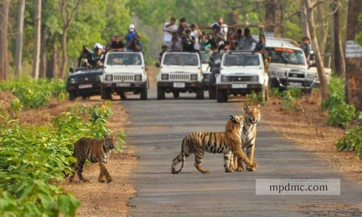 Pench National Park
