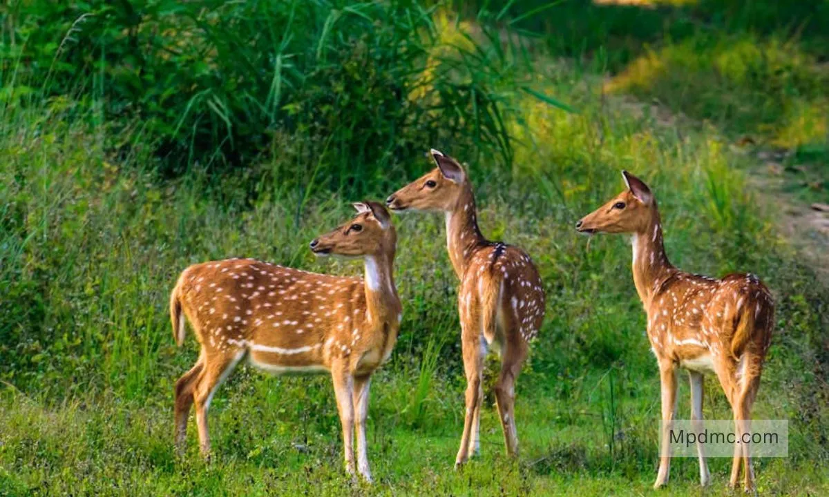 Sanjay National Park